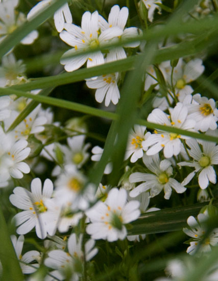 Fotografie Fotoray Bern: Margerieten Fotografie Fotoray Bern: Margerieten