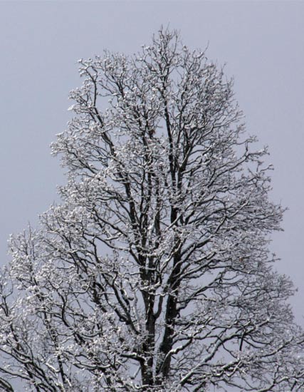 Fotografie Fotoray Bern: Baum im Winter Fotografie Fotoray Bern: Baum im Winter